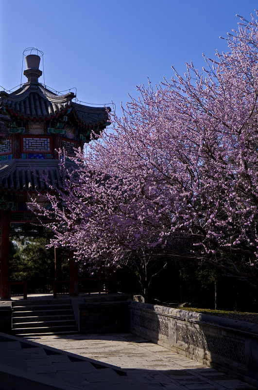 《桃花依旧》 摄影 华汉