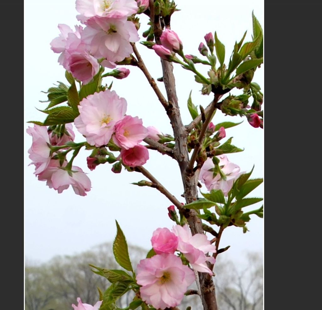 樱花 摄影 花皮蛇