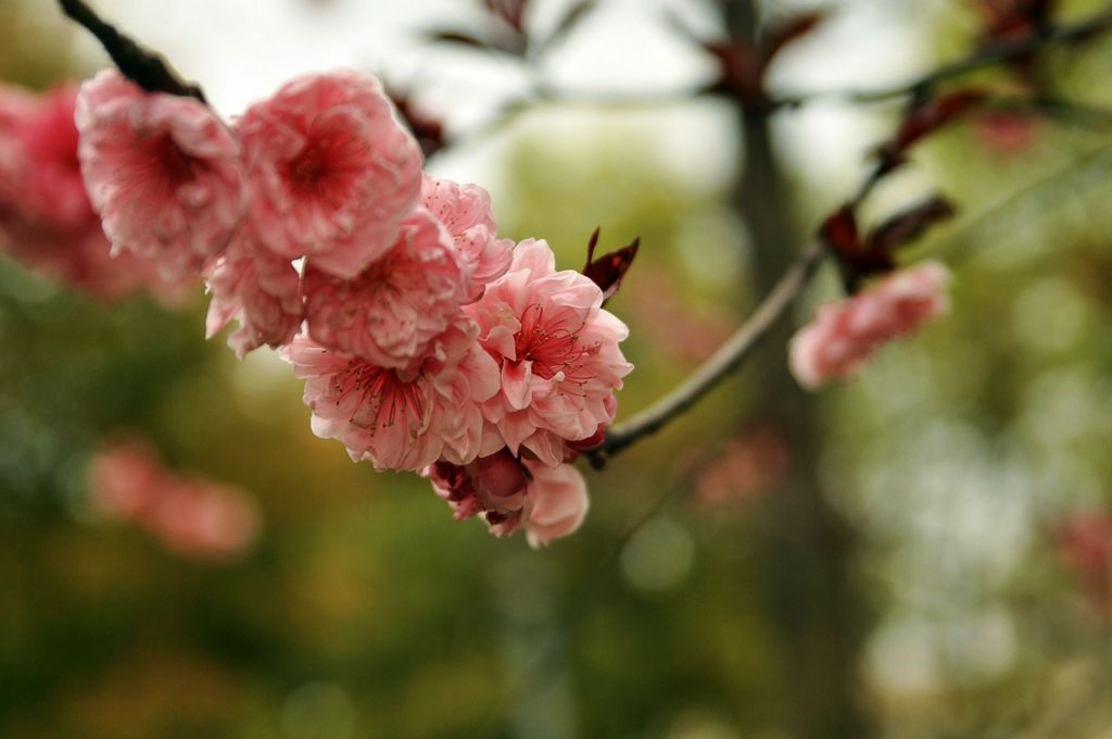 探花~ 摄影 雏菊剃刀