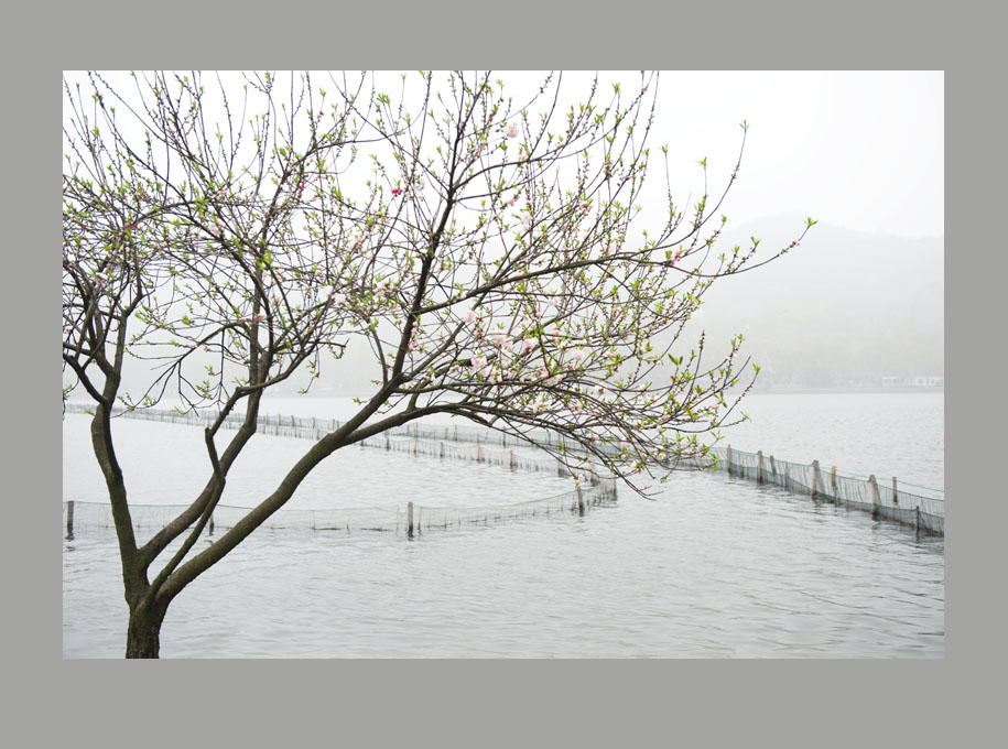 雨雾白堤 摄影 银柳