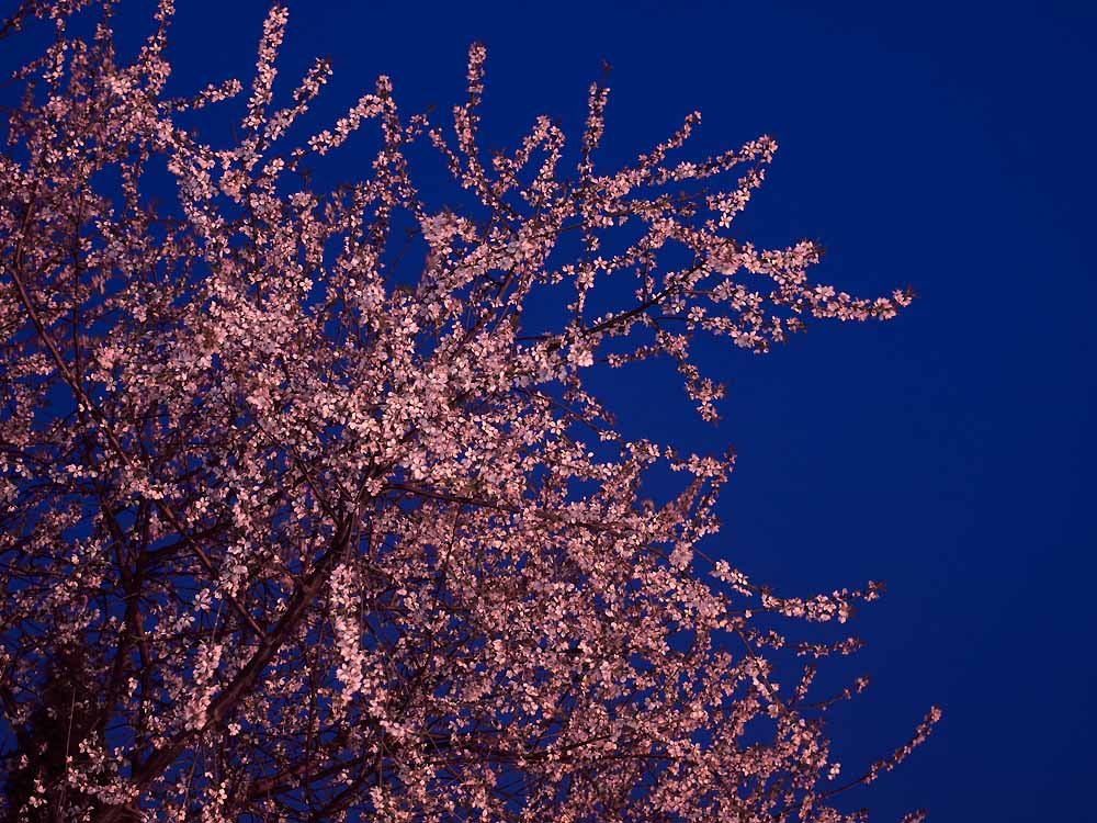 夜幕桃花 摄影 迪奥