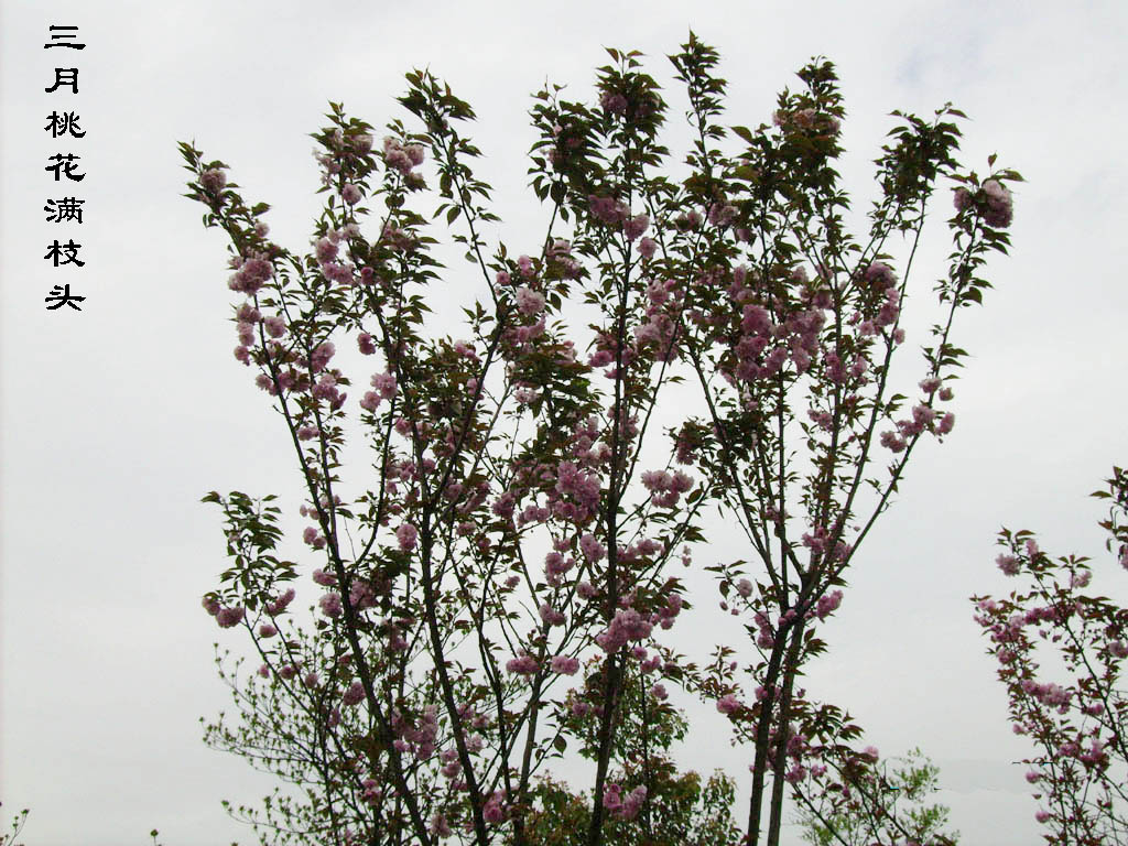 三月桃花满枝头 摄影 晚景