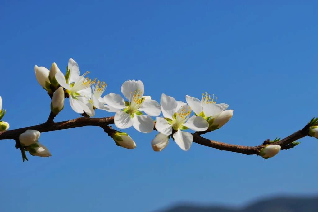 桃花开了 摄影 原原