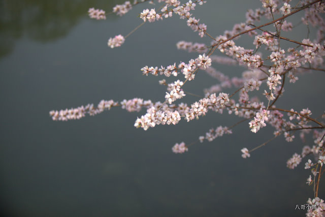 山桃花 摄影 八哥小黑