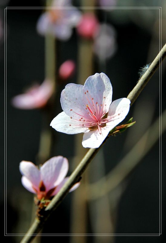 桃李芬芳 摄影 池塘月色