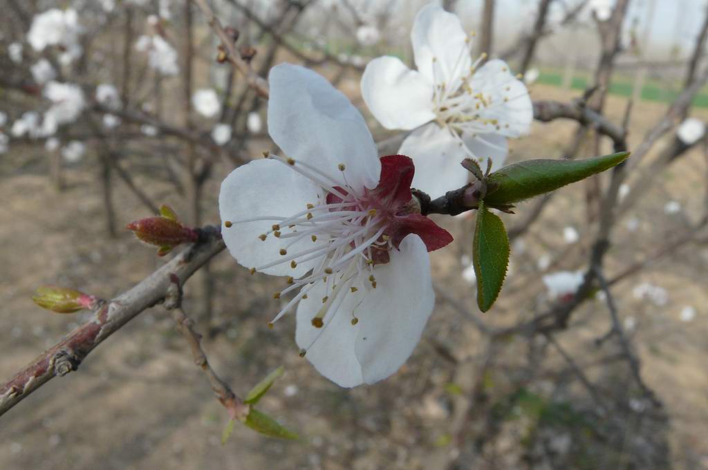 春天 摄影 风中菊