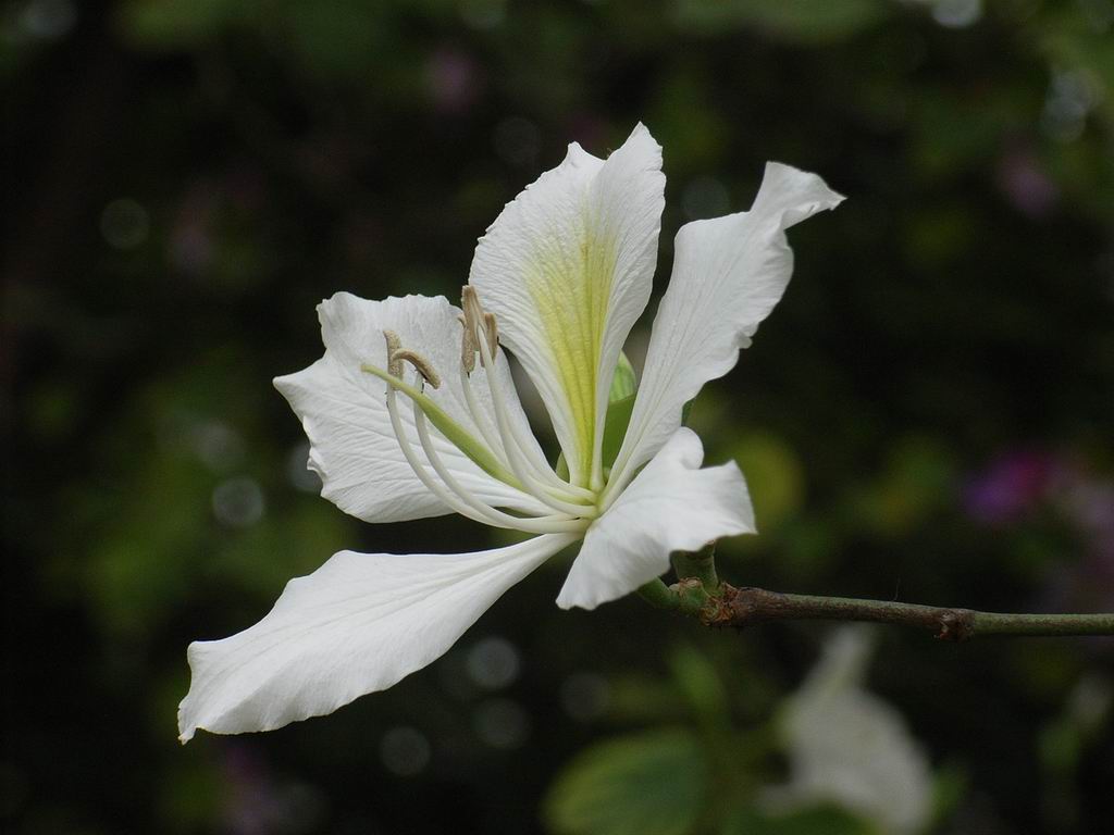 花 摄影 天龙决