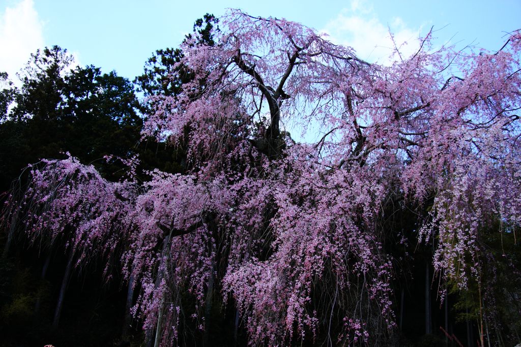 花王祭 摄影 Richpapa