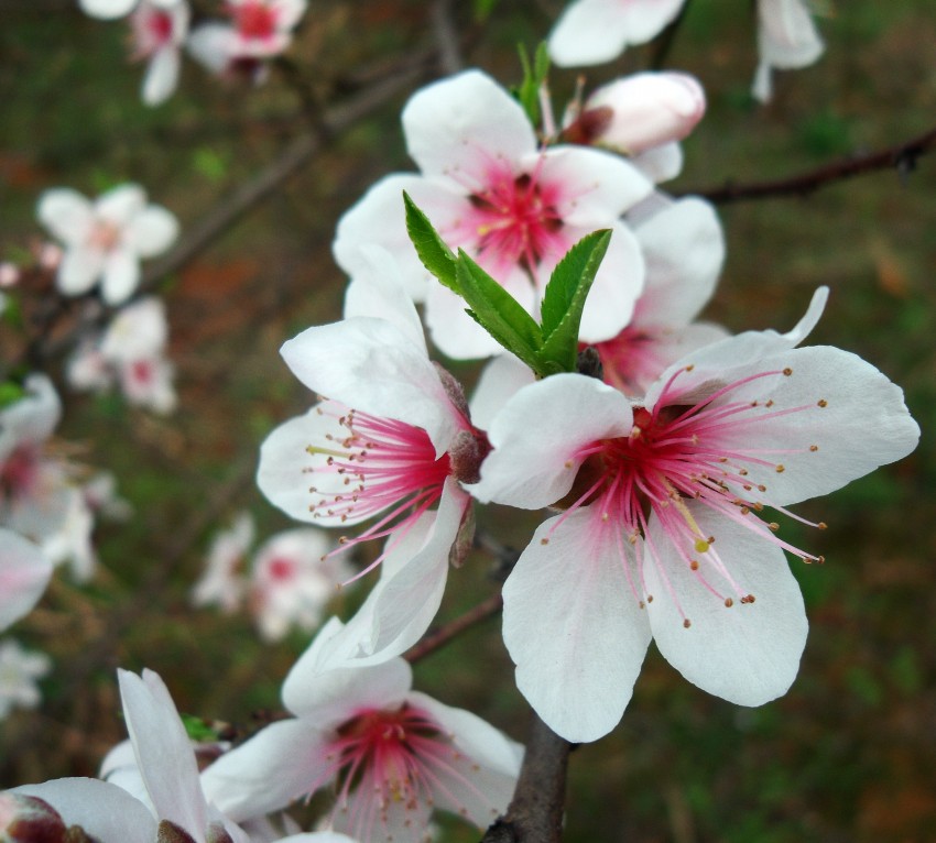 桃花 摄影 leitiancai