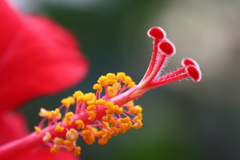 花蕊 摄影 胡人