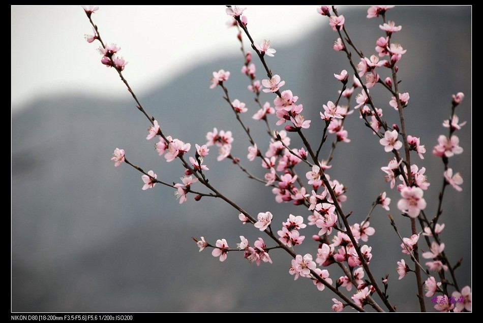 山桃花开 摄影 快乐傻妞