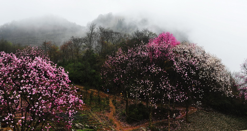 辛夷-山岚-药王谷 摄影 石峰子