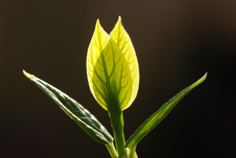 春芽2 摄影 土豆花