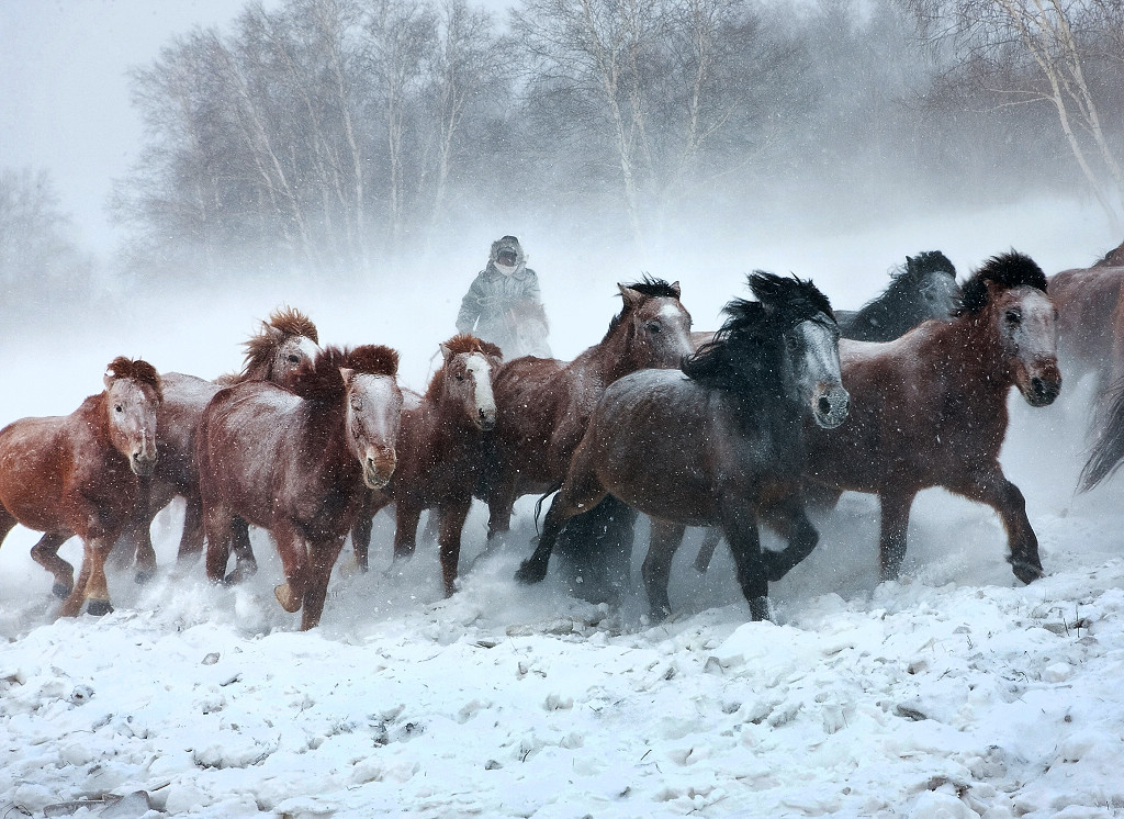 踏雪驰风 摄影 浪游天涯