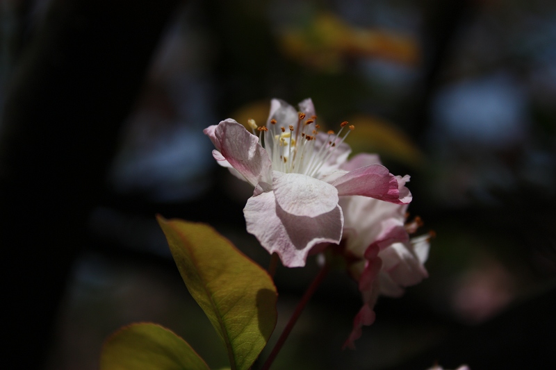 残花 摄影 静葵