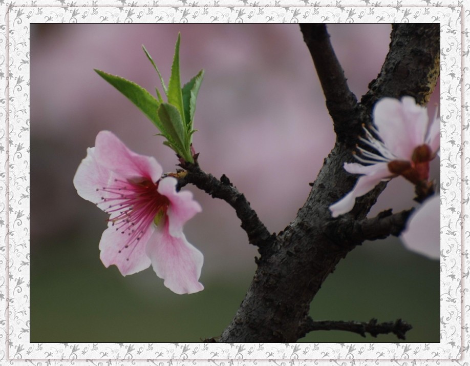 桃花 摄影 仙人树