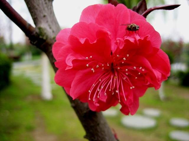 作客在桃花 摄影 季一