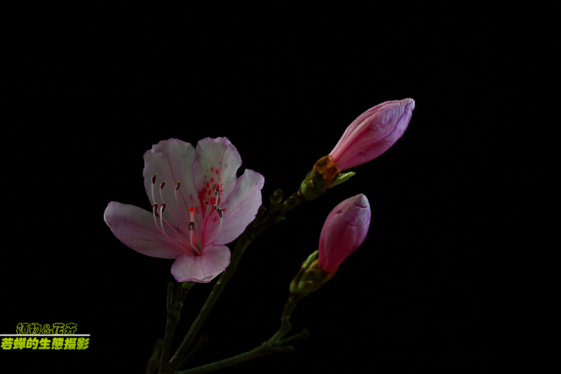 粉红杜鹃花 摄影 若蝉