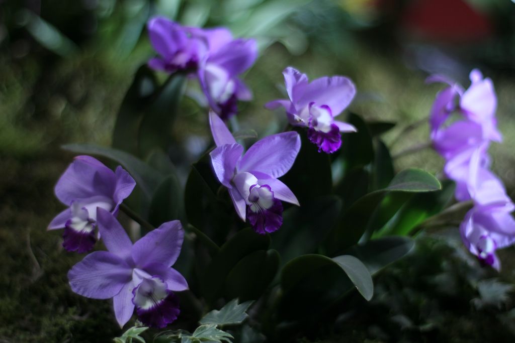 兰花2 摄影 梧桐雨润