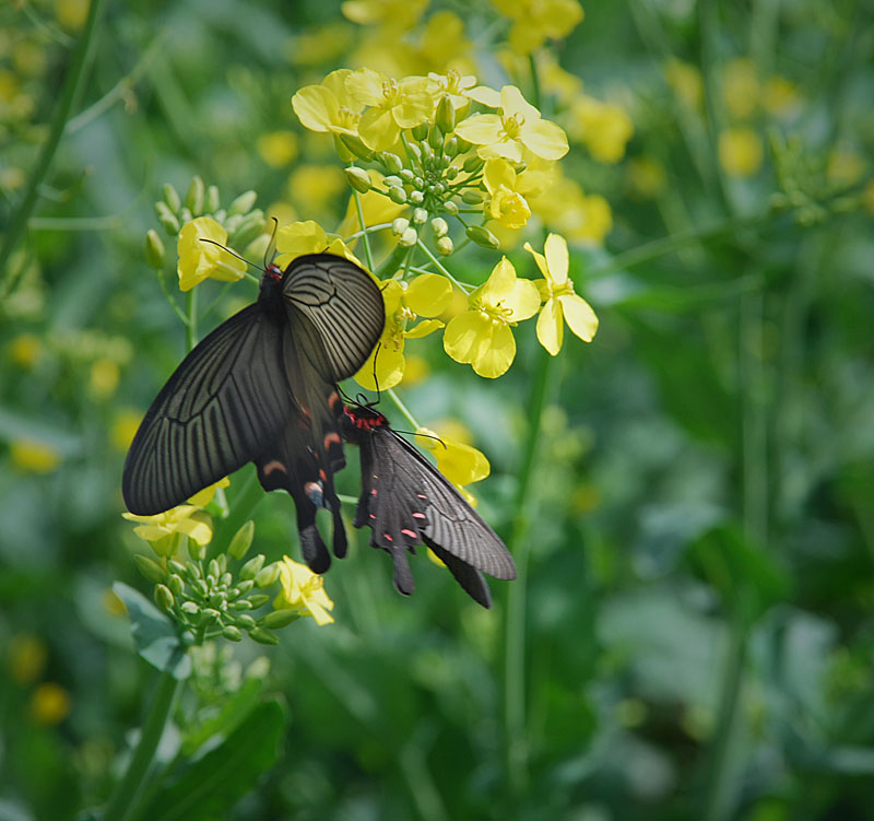 花期 摄影 厨师解围腰