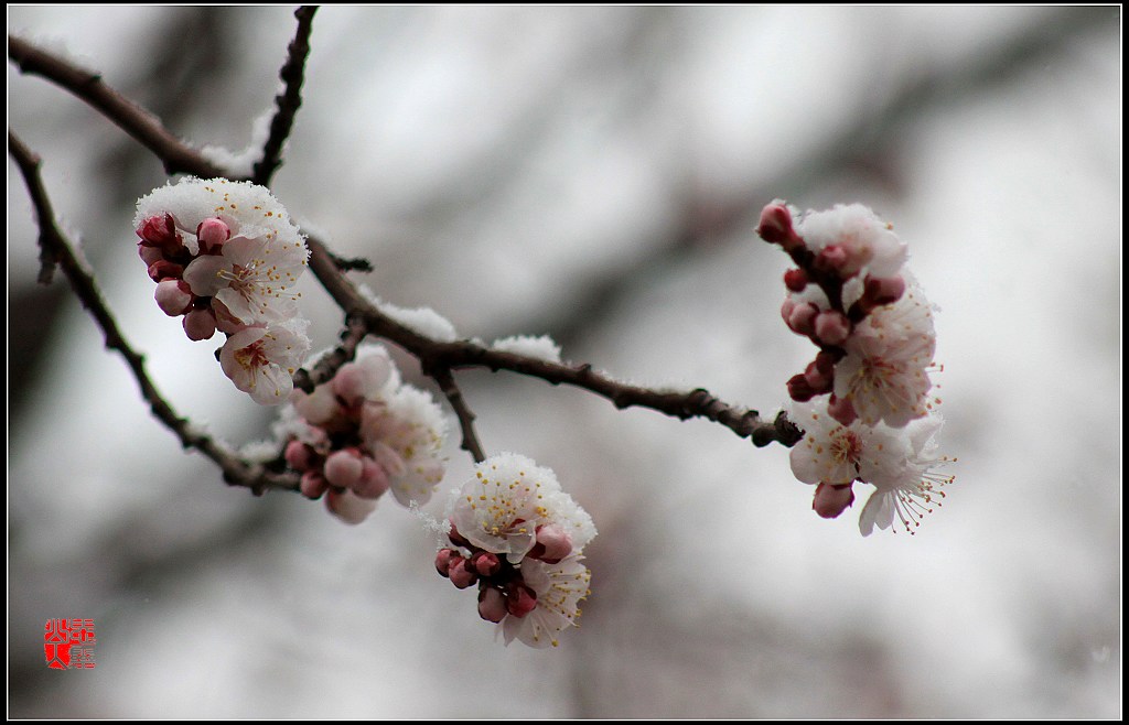 雪中花 摄影 思灵山人