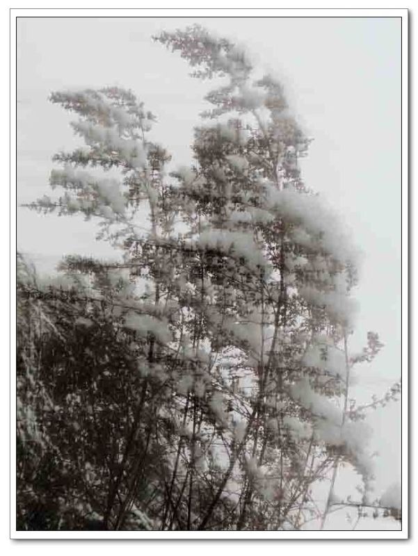 北方雪  (春雪) 摄影 大谦