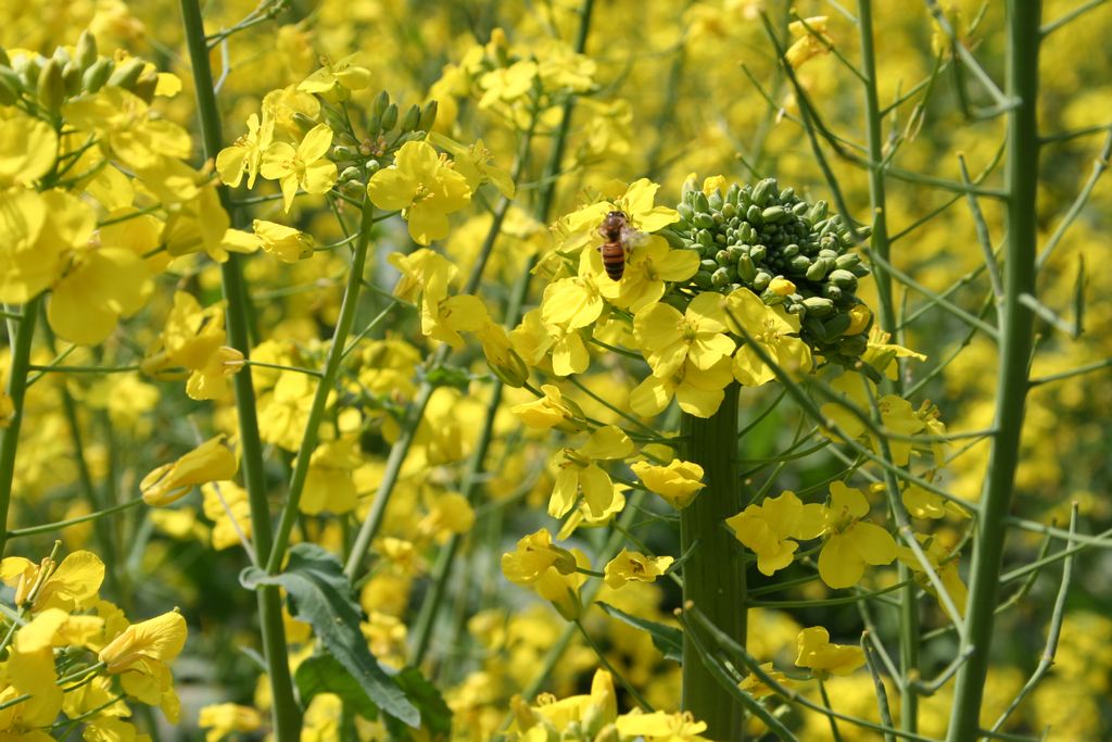 蜂喜花蕊 摄影 色影无限