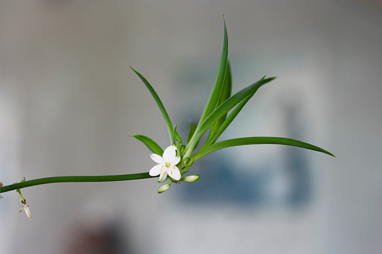 小花 2 摄影 黄永龙