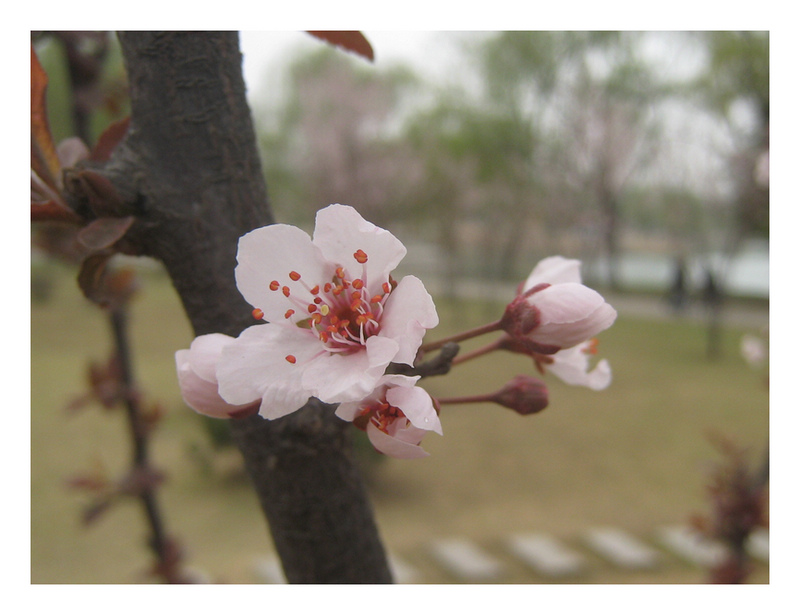 微距——桃花1 摄影 雨林木风