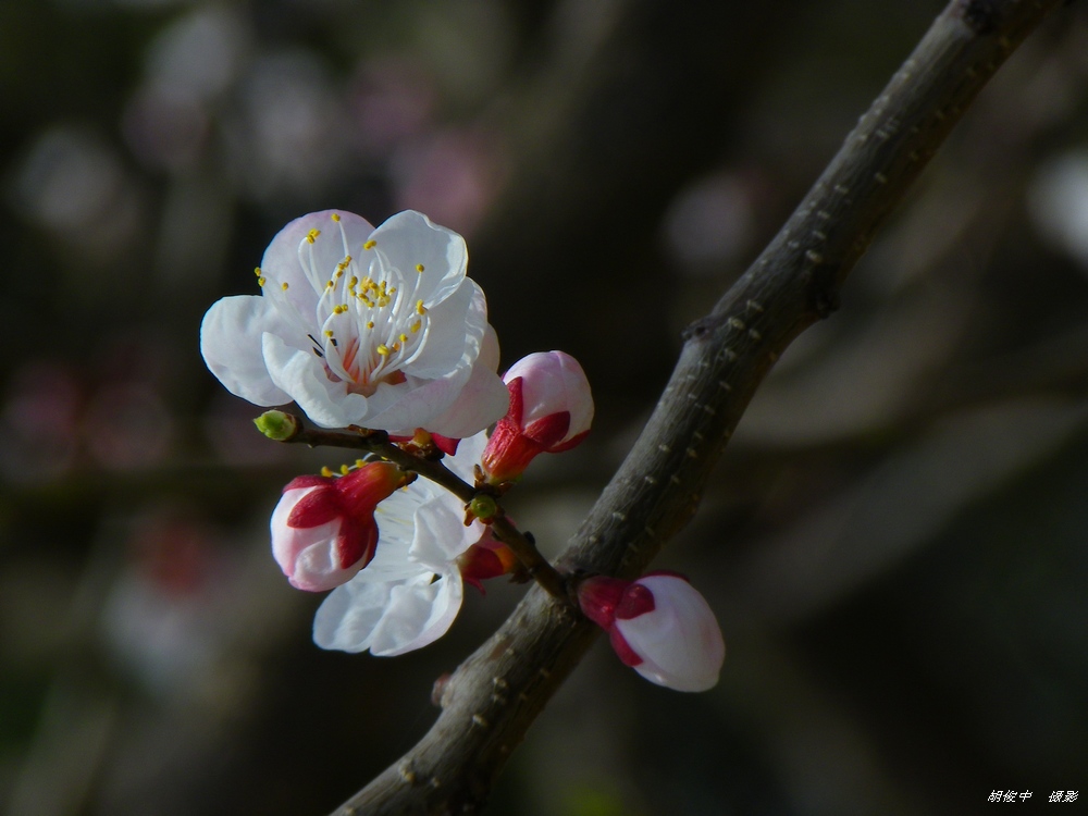 春花 摄影 胡俊中