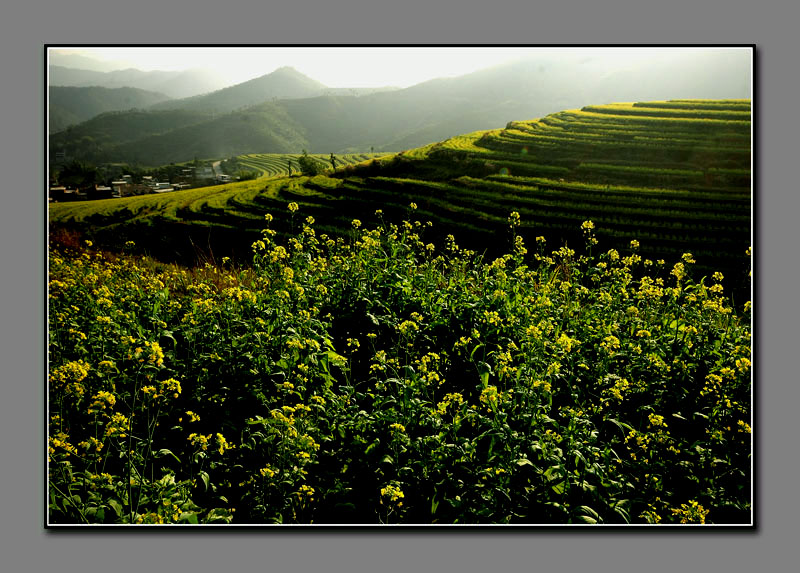 又到黄花盛开时(一) 摄影 linge