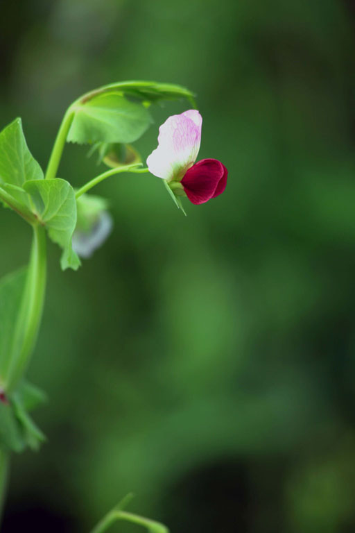 豆瓣花 摄影 江南秋客