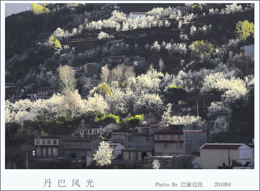 丹巴梨花开的季节 摄影 巴渝边民