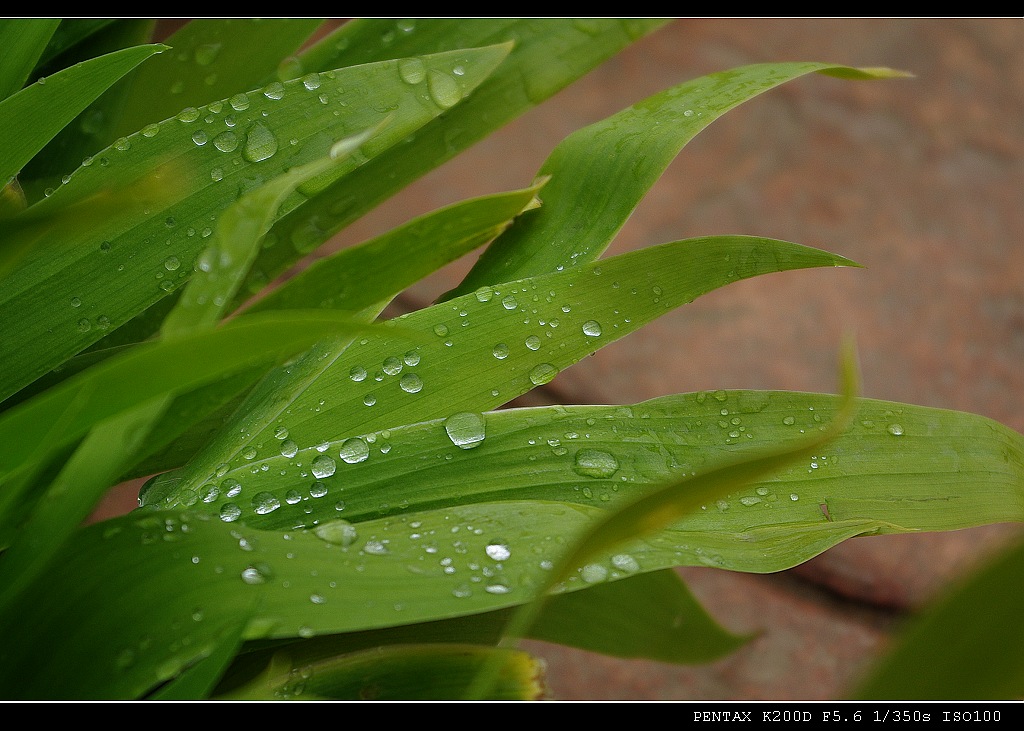 春雨 摄影 凤凰飞舞