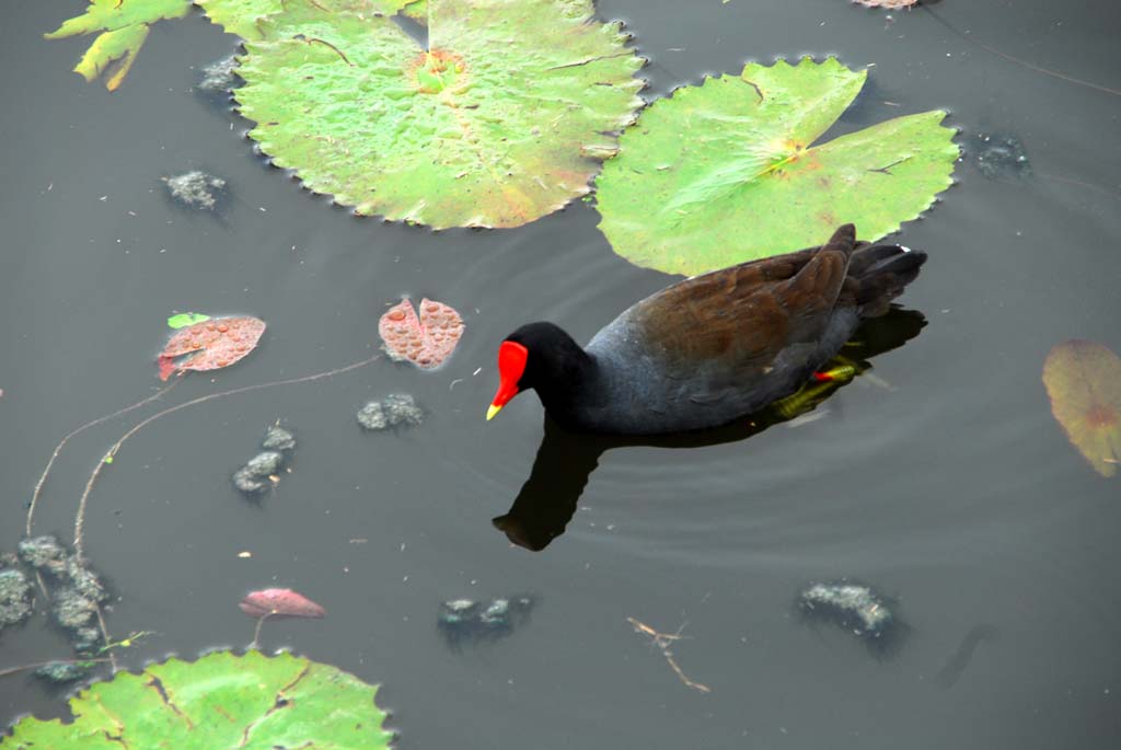 Pato 摄影 帶印