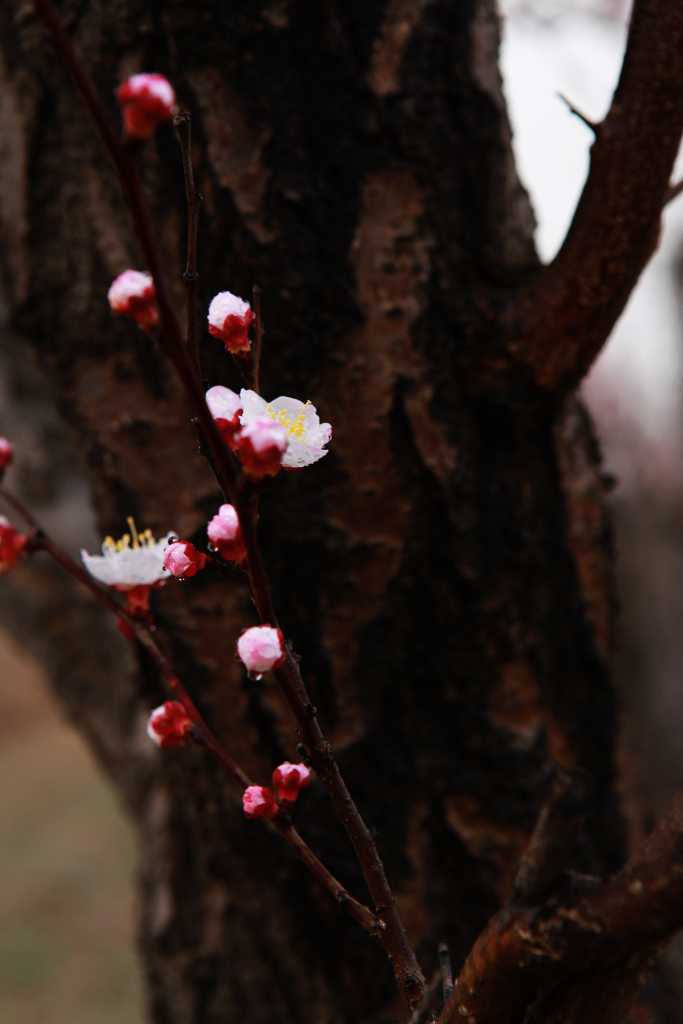 杏花2 摄影 桂玉斋