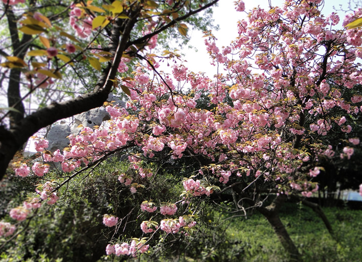 樱花盛开 摄影 怀能