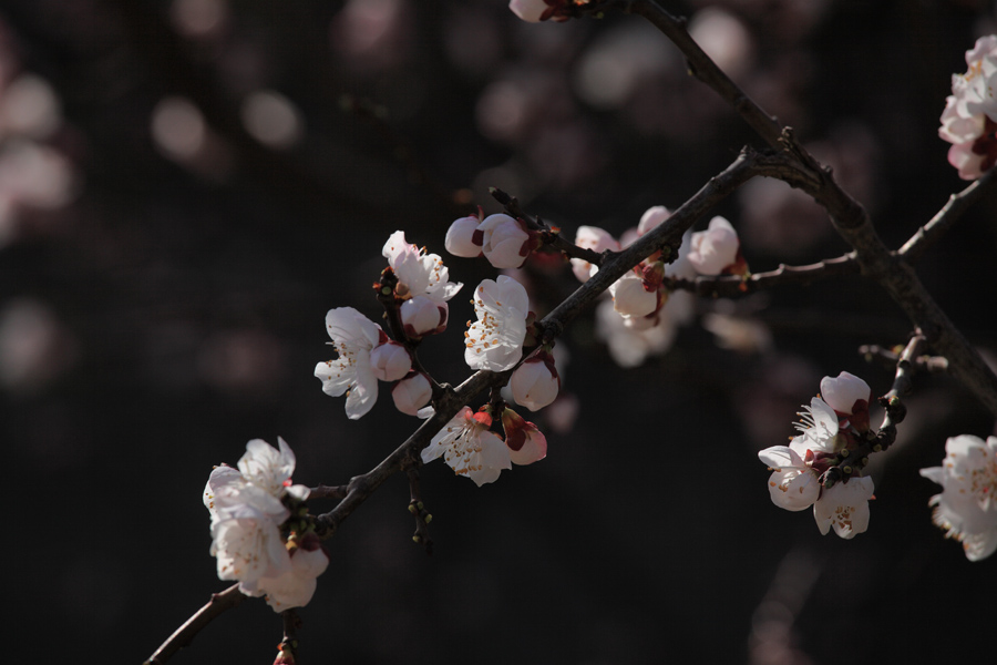 山杏花 摄影 顺然