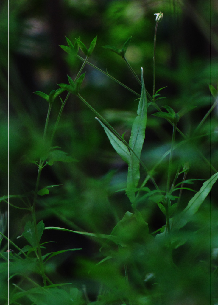 纤草悠悠  3 摄影 纤云磨墨