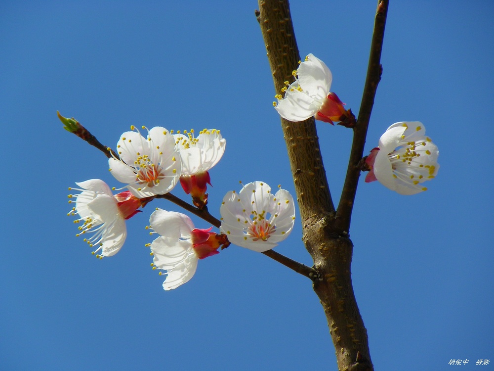 花仙子 摄影 胡俊中