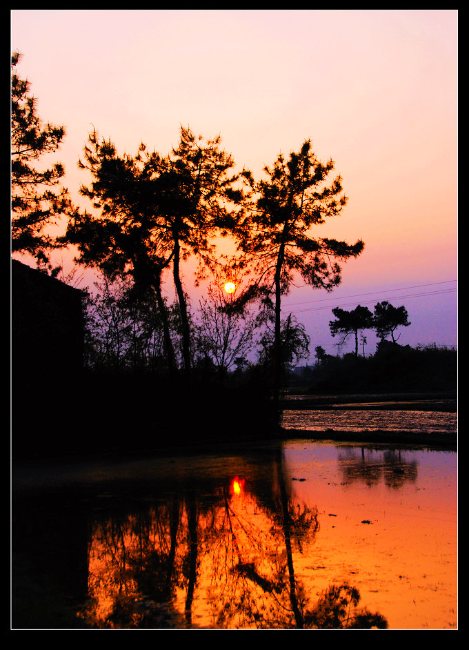 夕照松影 摄影 千岛湖