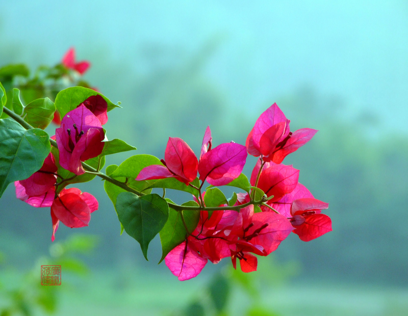 鲜花盛开 摄影 guangtiefanw