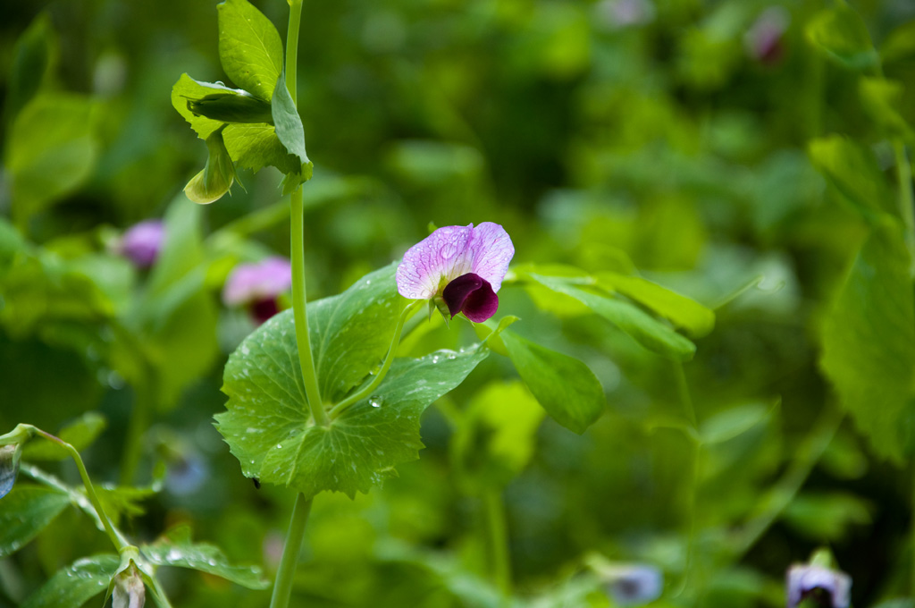 豌豆花 摄影 yiebusou