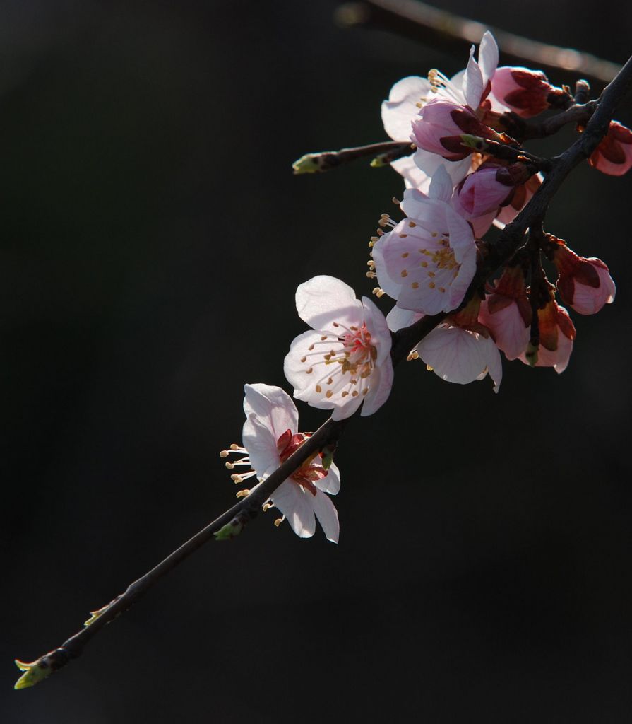 桃花 摄影 小王老师