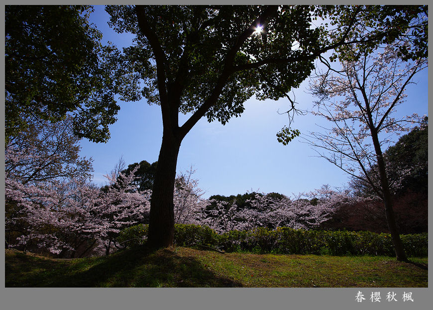 花开晴日 摄影 春樱秋枫