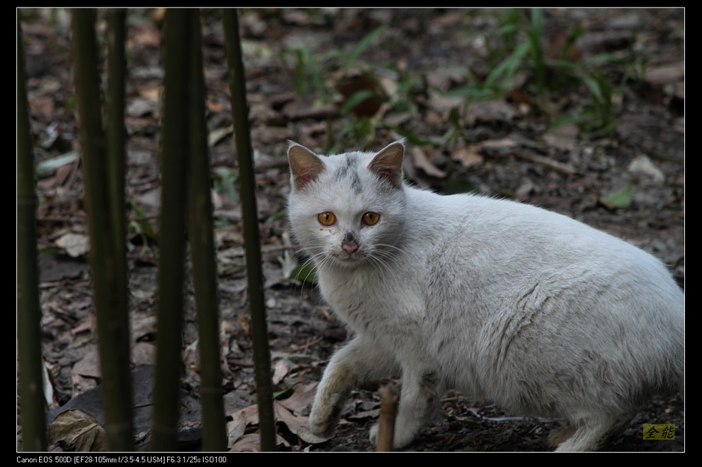 小猫 摄影 全能