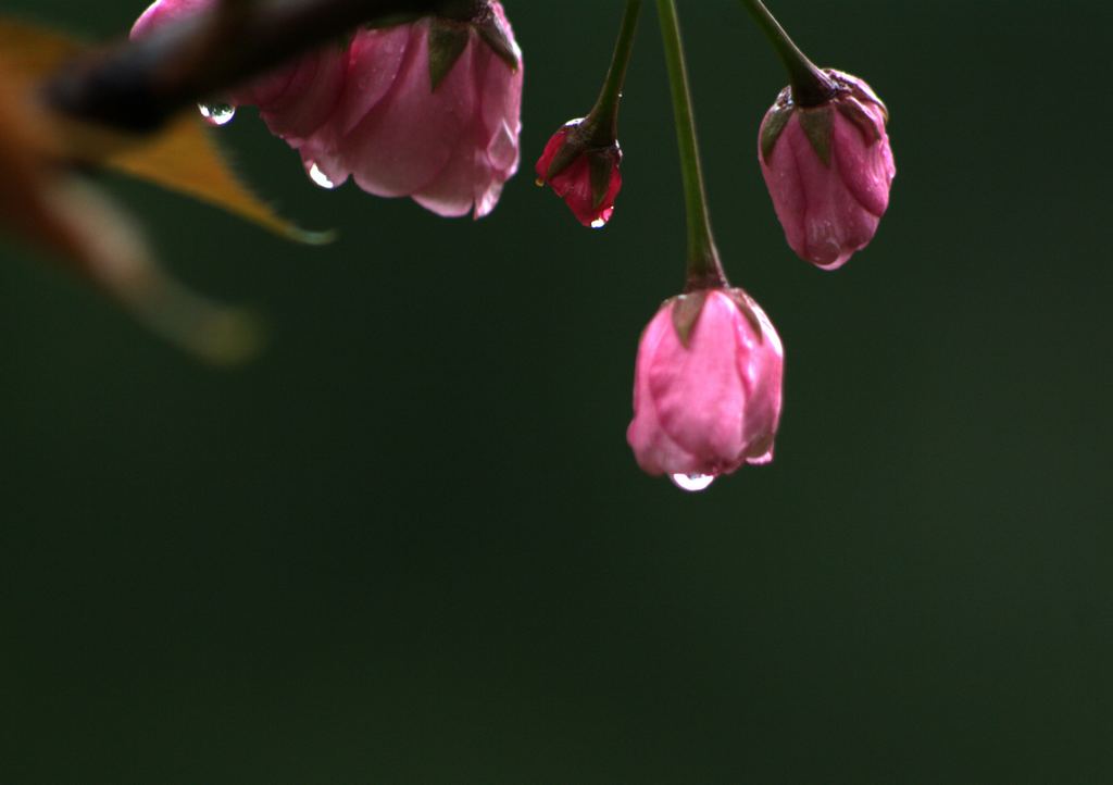 雨中拍花 摄影 雨夜孤雁