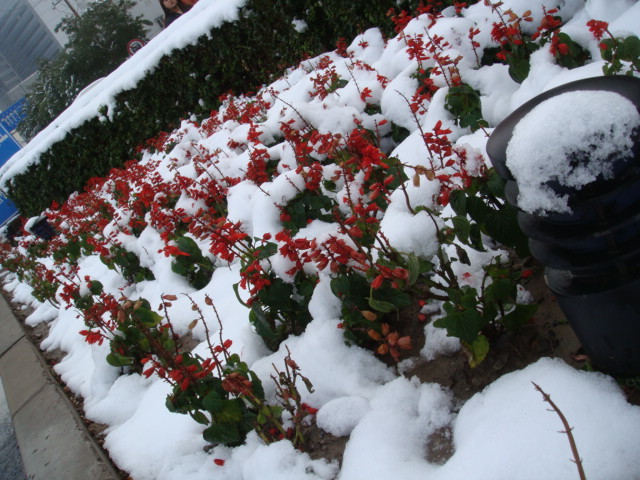 雪绒花 摄影 土郎中