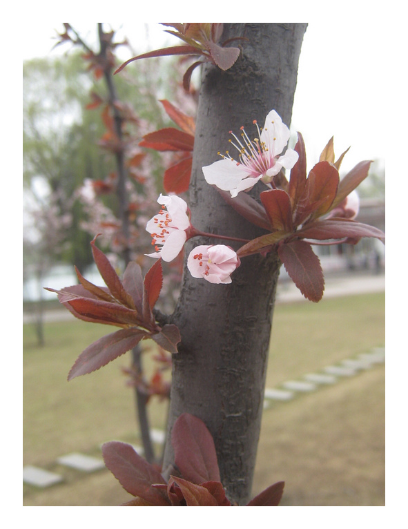 微距——桃花2 摄影 雨林木风