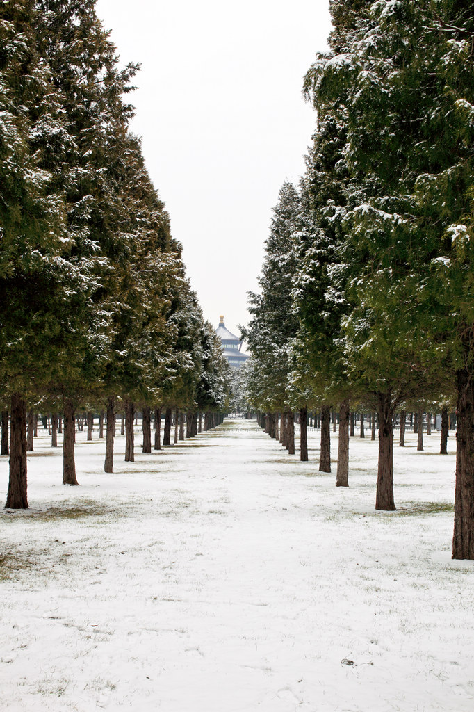 天坛公园雪景1 摄影 楚天舒